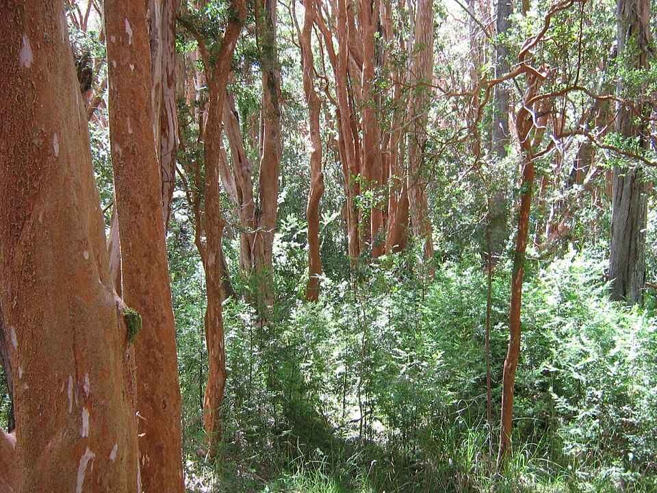 Troncos color canela del Bosque de Arrayanes